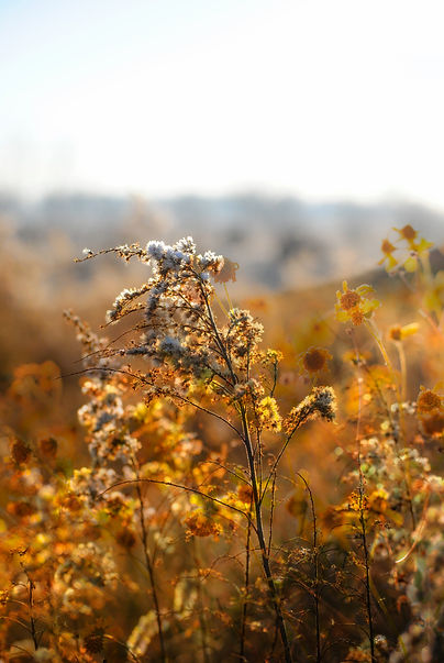Flower_Fields_Merge.jpg