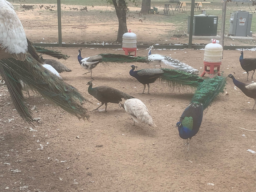 Thumbnail: (1) Mixed Potluck Pea Chick Ea. PICKUP/TEXAS SHIPPING ONLY