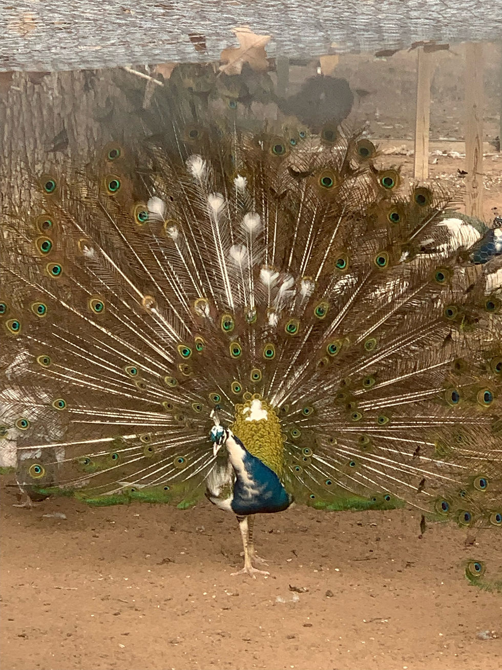 Thumbnail: *PRE SALE March 2026* (1) Silver Pied Egg Ea.