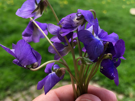 Violets! My favorite harbingers of Spring!