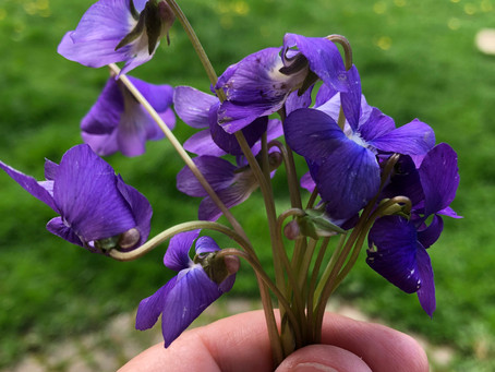Violets! My favorite harbingers of Spring!