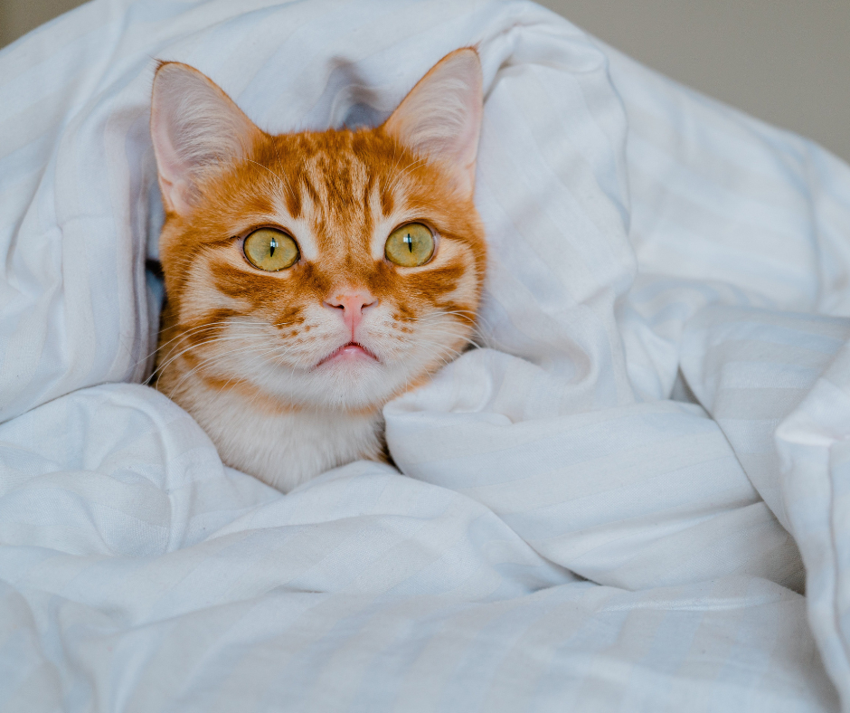 can my duvet be dry cleaned