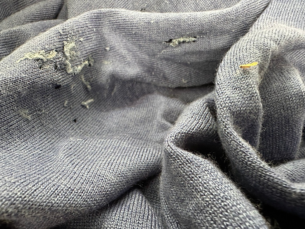 Why Do Moths Eat Clothes why-do-moths-eat-clothes