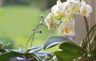 White Orchid_edited.jpg