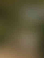 A bride and groom kissing under greenery arches at Planting Fields Arboretum