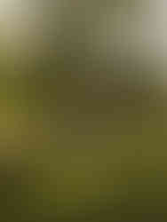 groom holding and spinning bride in a field at planting fields arboretum