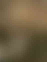 A groom kissing a bride on the forehead in documentary style wedding photography