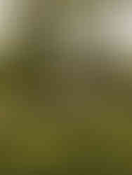 Groom holidng bride and spinning her in a field at planting fields arboretum