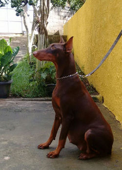 Arlequina