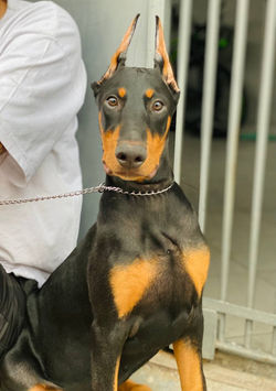EVEY KENNEL RAJAS