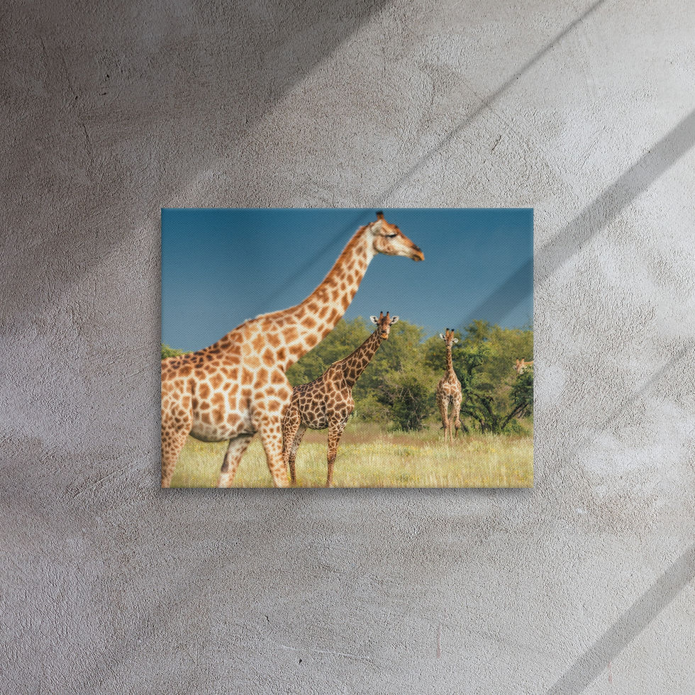 Thumbnail: Fine-Art Giraffen Leinwand - ausdrucksstarke Wildlife-Fotogafie aus Namibia