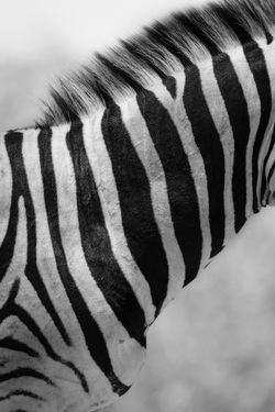 Streifenmuster eines Zebras.