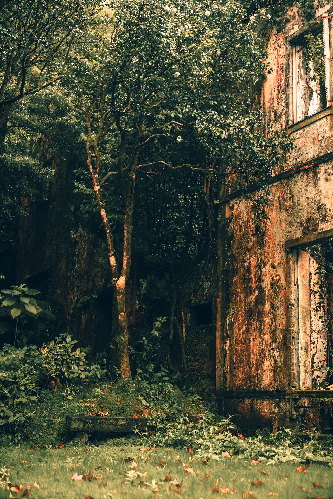 Impressions of the wonderful vibrant Grená Park on Sao Miguel.