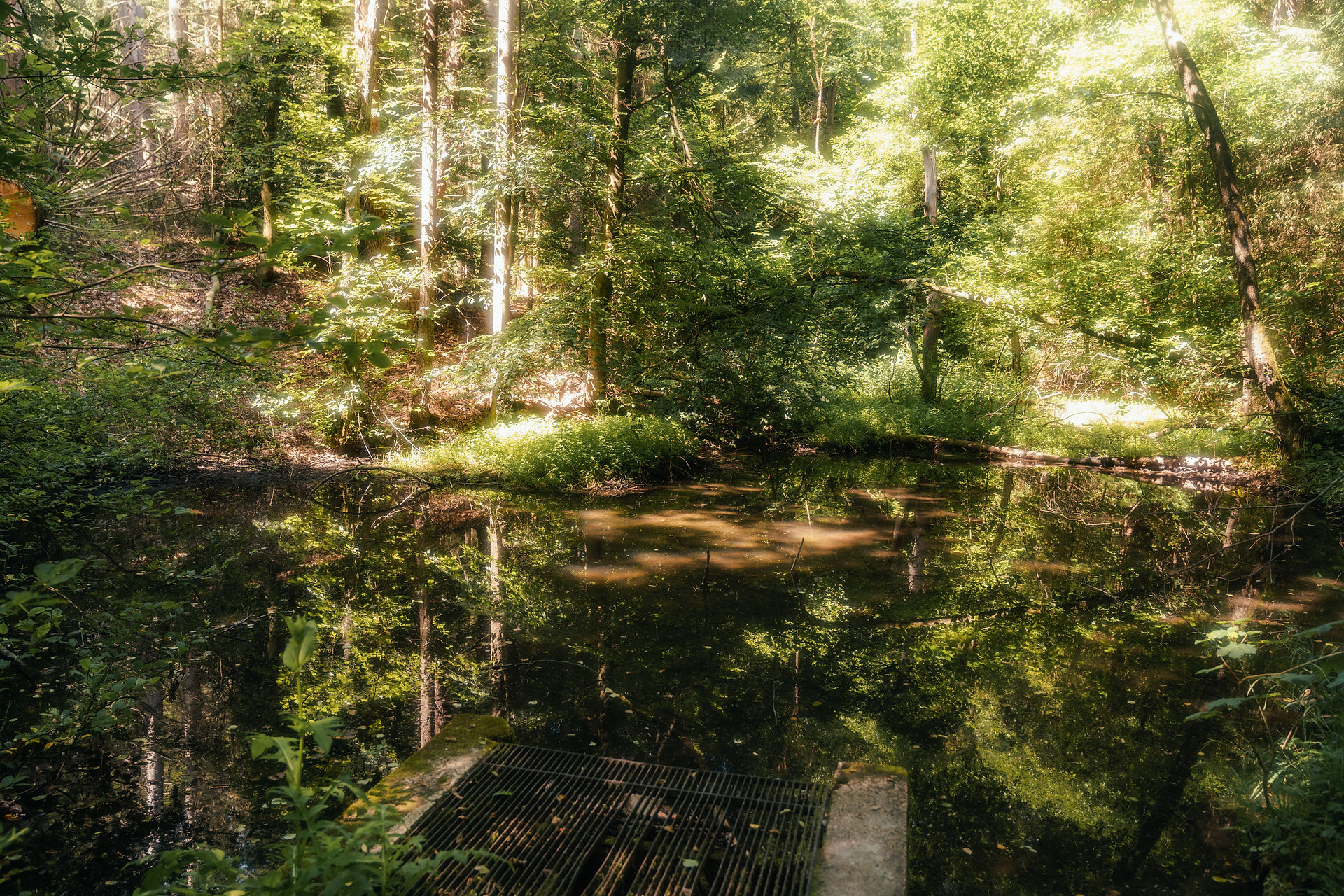 Ein Teich im Wald auf der Blaubeer-Route, einem Wanderweg bei den Externsteinen.