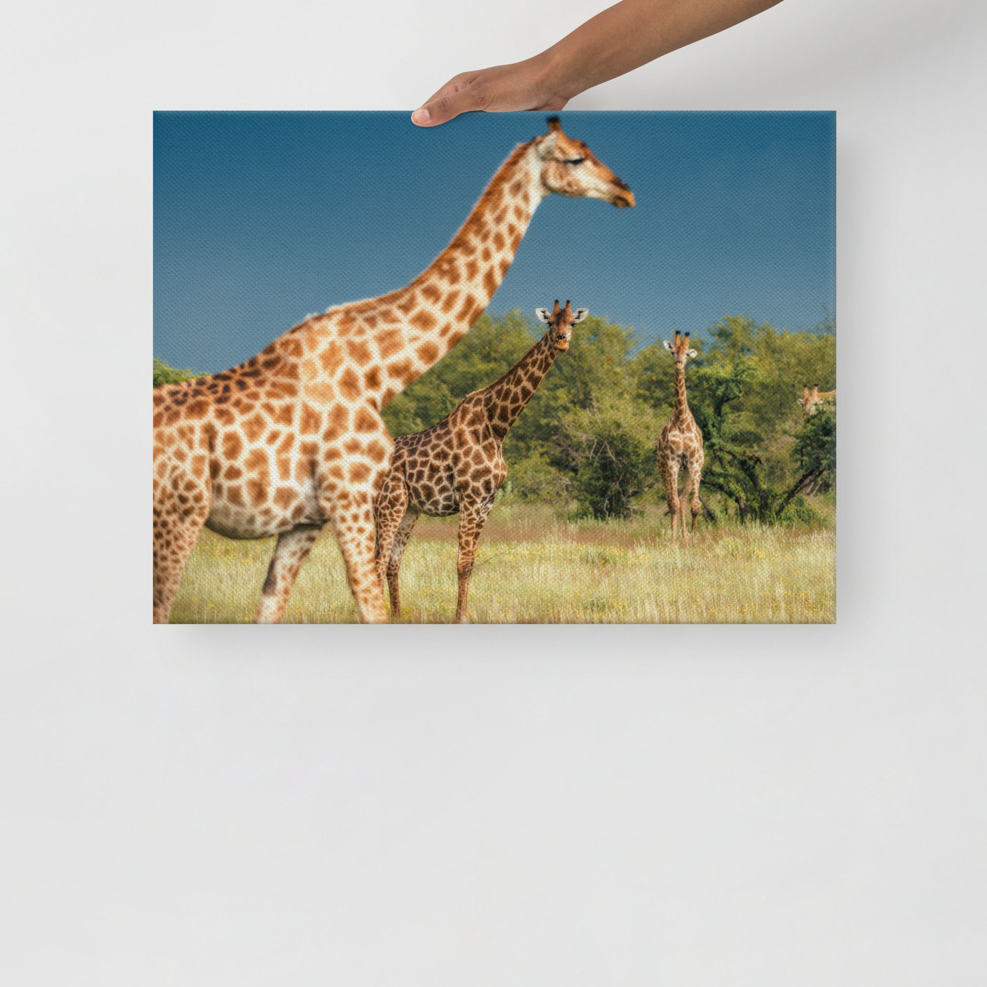 Fine-Art Giraffen Leinwand - ausdrucksstarke Wildlife-Fotogafie aus Namibia