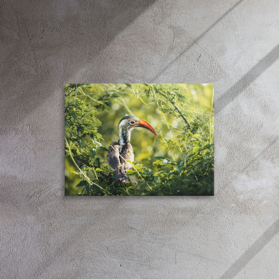 Fine-Art Rotschnabel Toko Leinwand - Wildlife-Fotografie aus Namibia