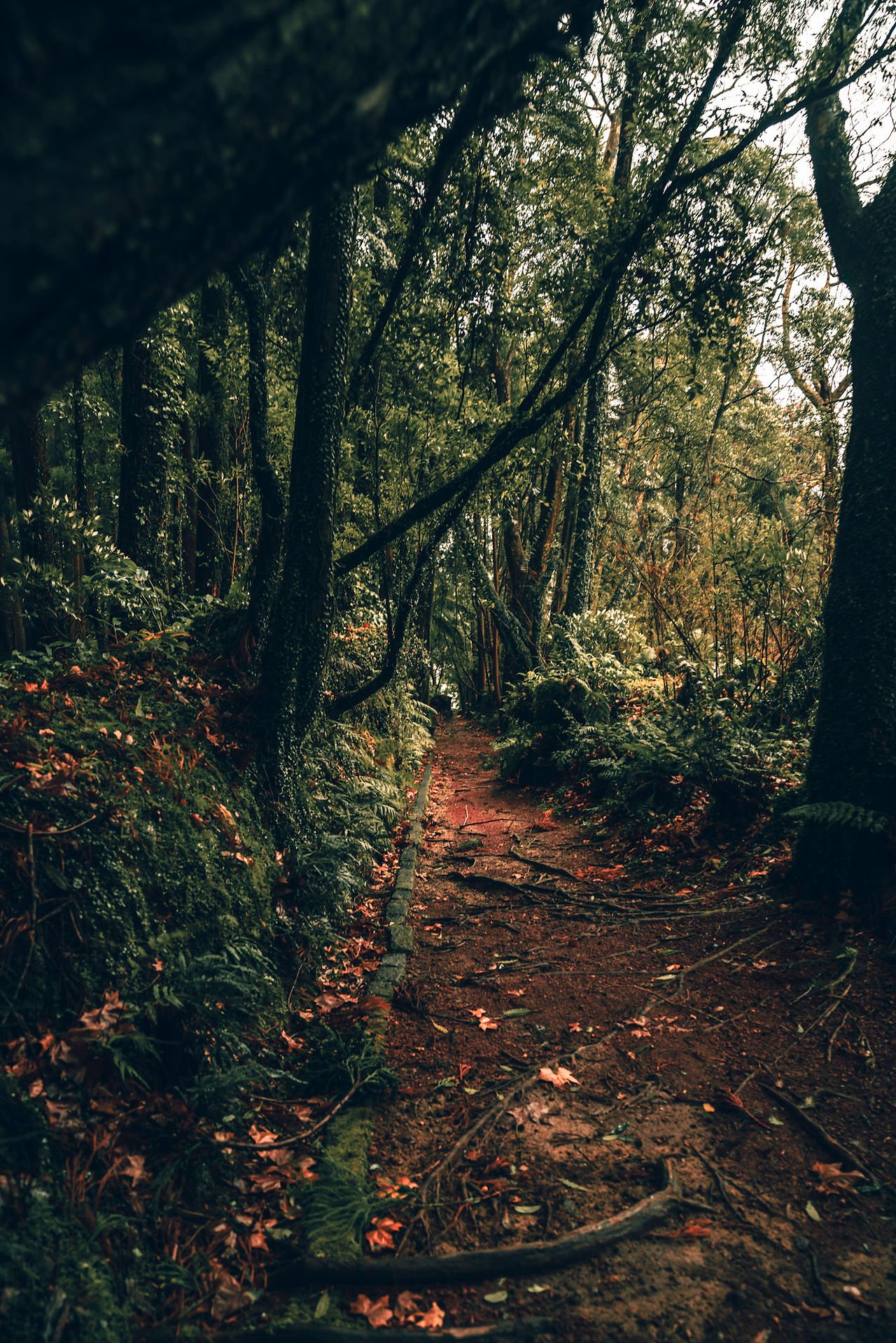 Impressions of the wonderful vibrant Grená Park on Sao Miguel.