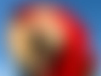 La noix de PILI : un trésor pour vos perroquets