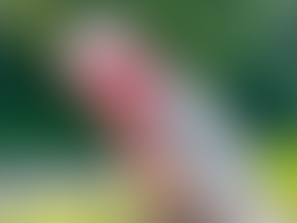 La fiche du cacatoès rosalbin