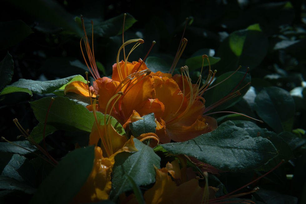 Garden-2.jpg