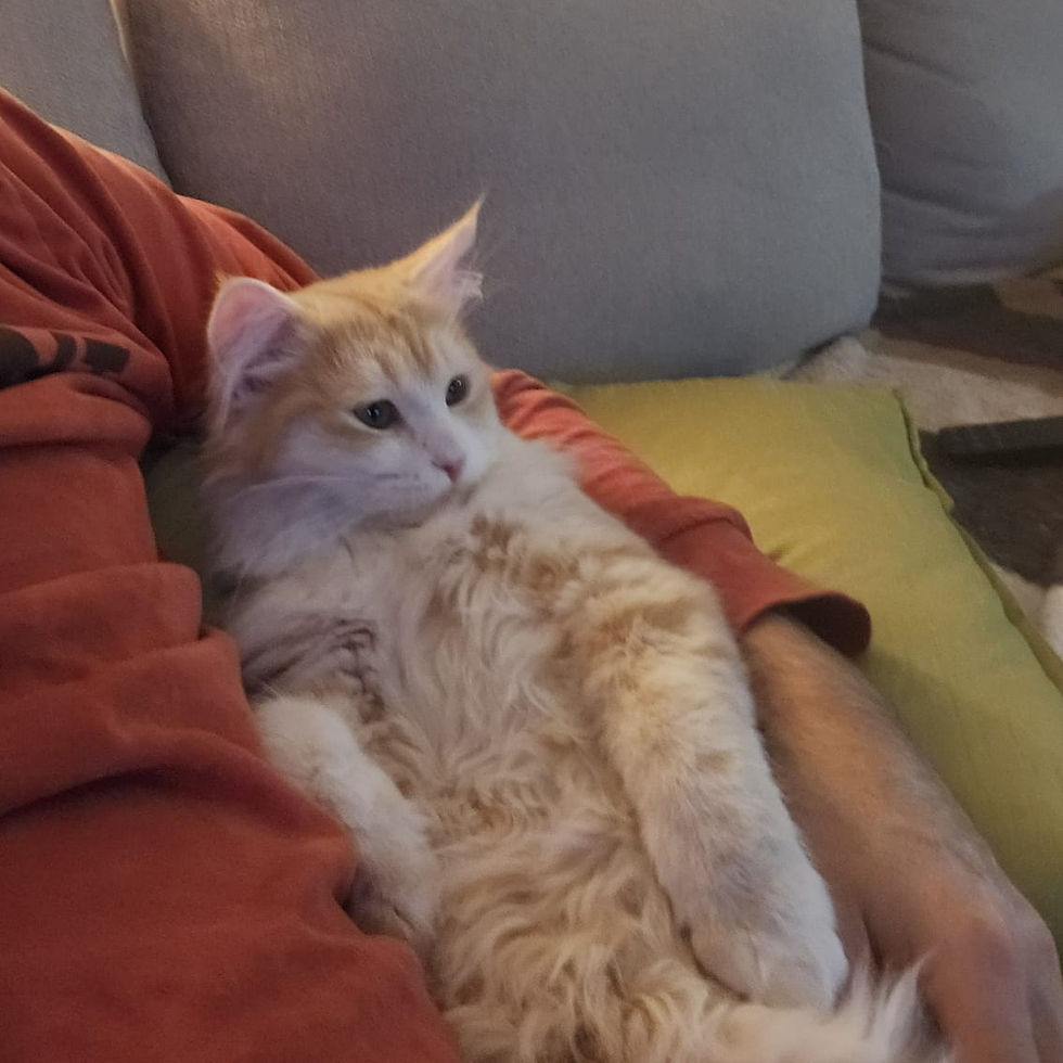 On regarde le hockey à la télévision ensemble.