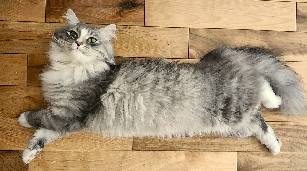 Moi dans toute ma splendeur...c'est ma maman humaine qui le dit!