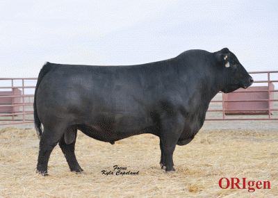 Medicine Rocks Ranch PA Power Tool 9108 Black Angus bull sire