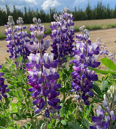 Arctic Lupine | Alaska Wildflowers