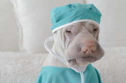 Dr. Paddy