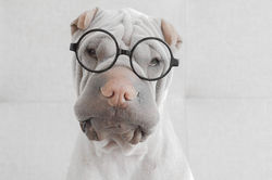 Spectacles