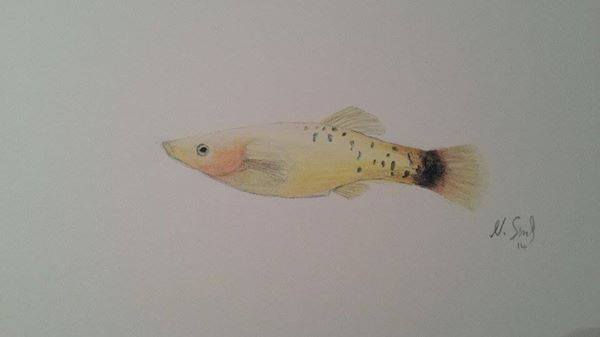 Calico Platy