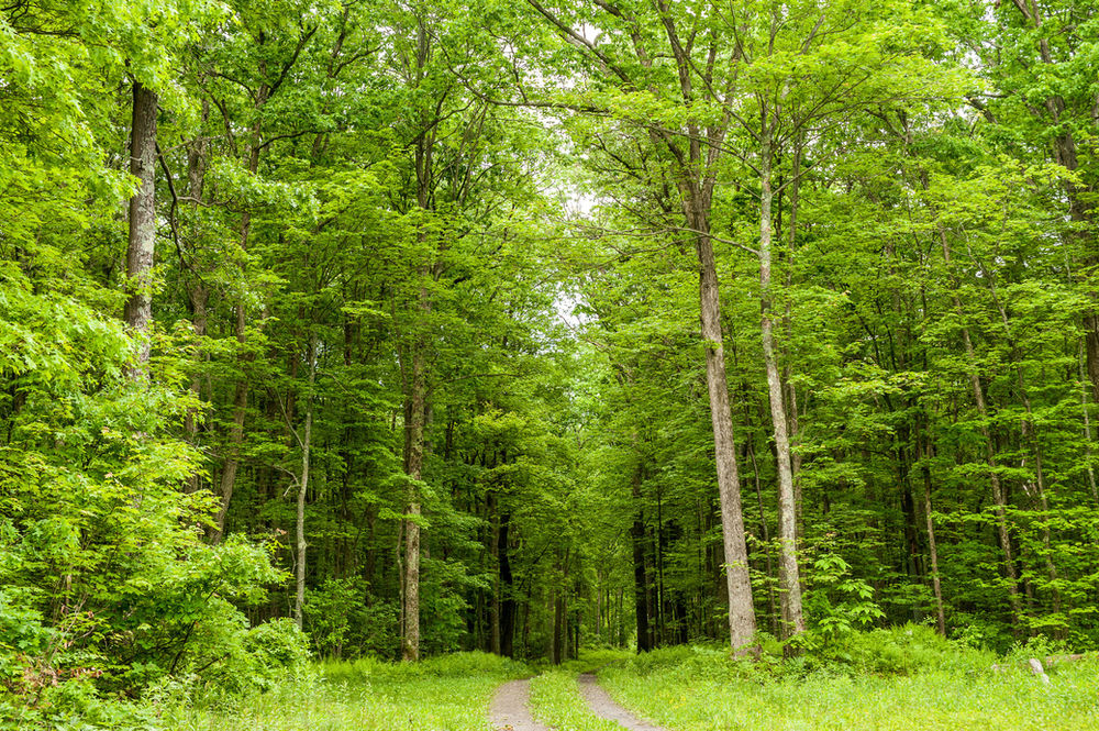 Frequently Asked Questions Can I Cut My Neighbor’s Tree Back From Our