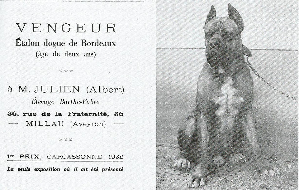Dogue de Bordeaux "Storia"