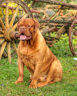 Hell Boomer De Latinum Vetus