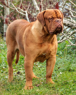 Hell Boomer De Latinum Vetus