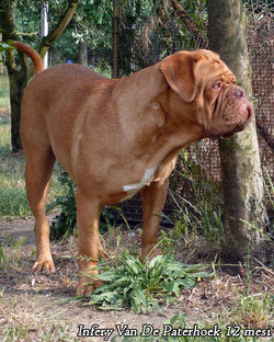 Infery Van De Paterhoek