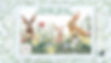 Indulge Images - Stargazers Floral Designs