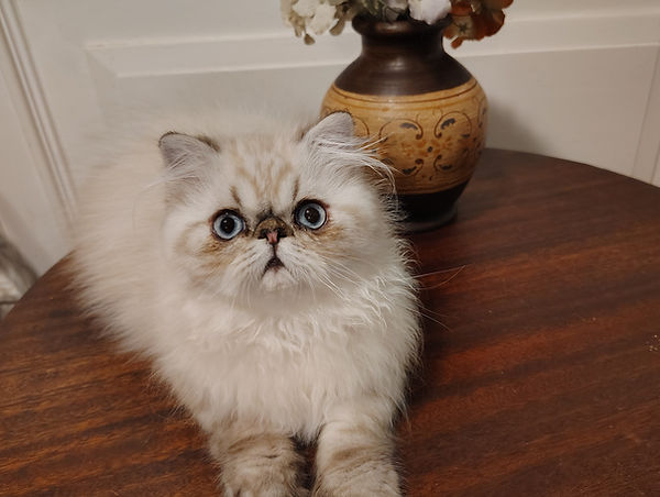 IMG_20251110_173713813_HDR (1).jpg