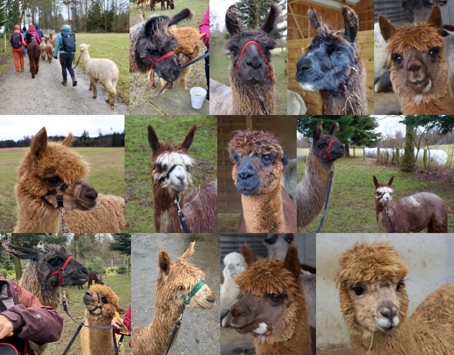 Alpakaspaziergang 2026.jpeg
