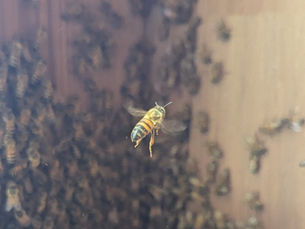 Honeybee in Flight - Still Photo