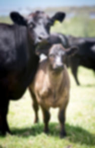 Waitangi Angus Cow and Her Calf
