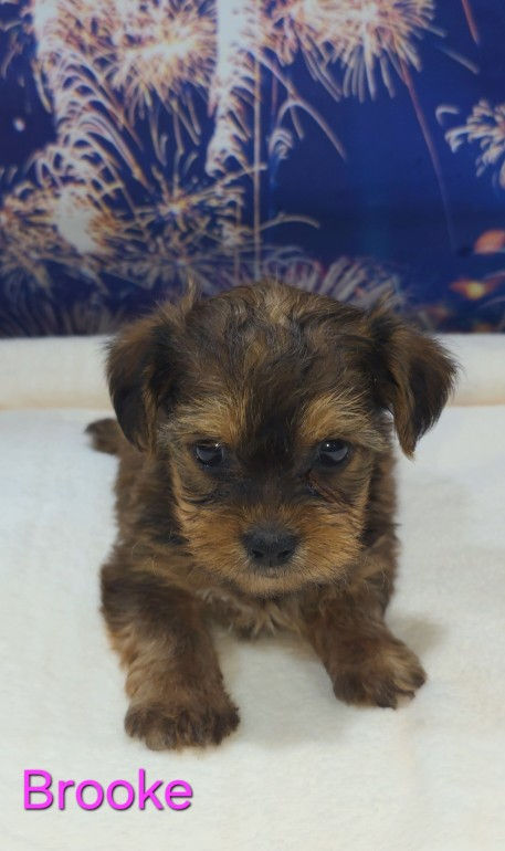 Thumbnail: Yorkiepoo FEMALE - Brooke