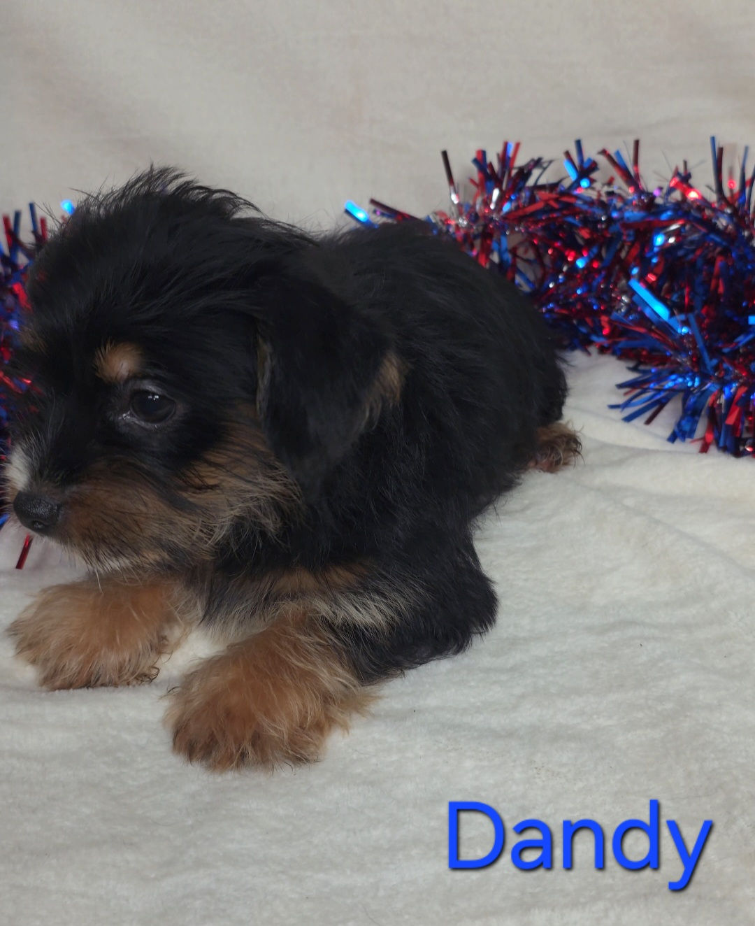 Yorkie MALE- Dandy 