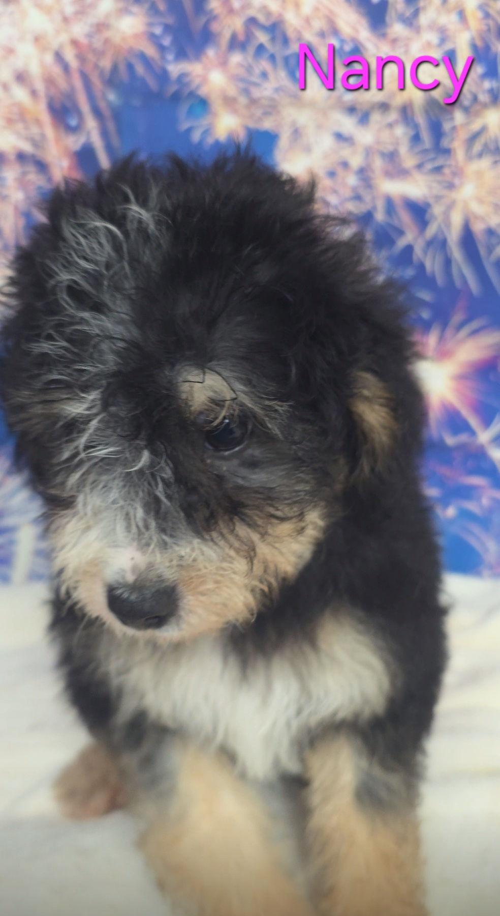 Aussiedoodle FEMALE - Nancy