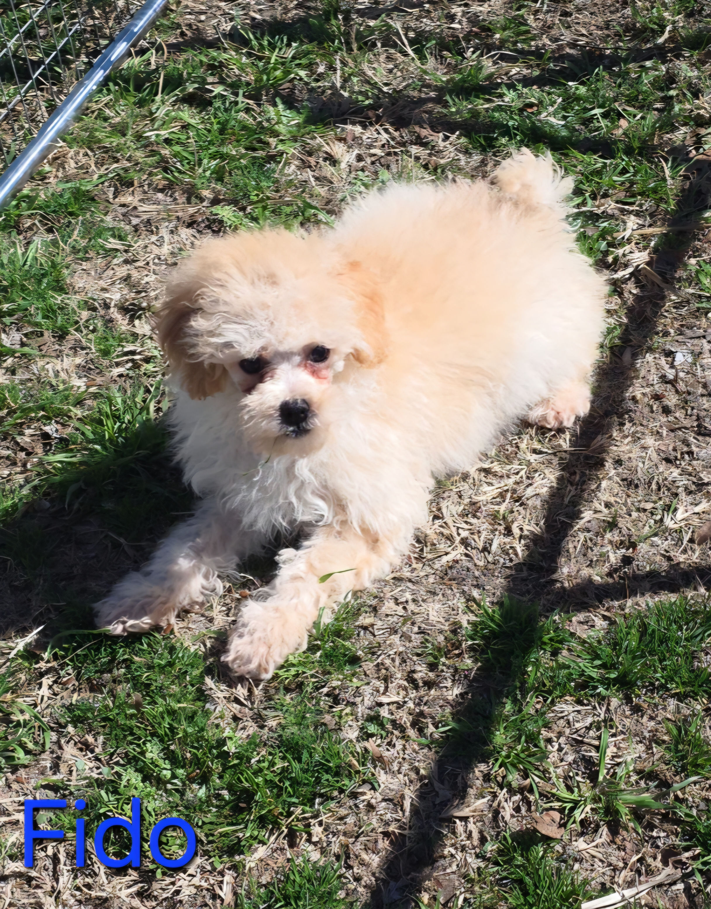 Toy Poodle MALE - Fido