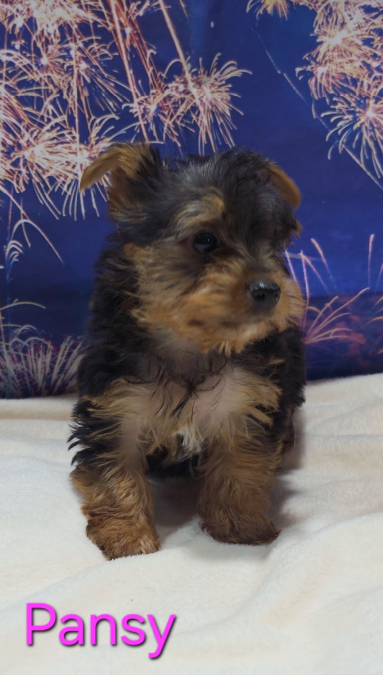 Thumbnail: Yorkie FEMALE - Pansy