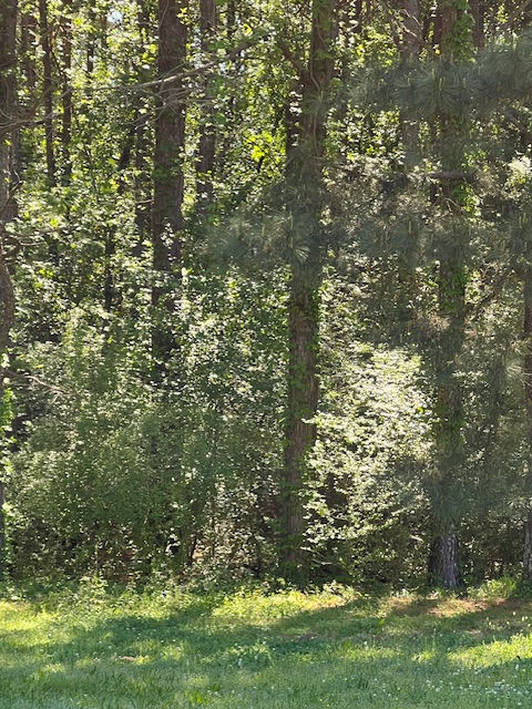 The woods beneath the swaying Georgia pines on my Southside estate, April 7, 2026 — where fire ants, ticks, and even the tree line my father planted are not the real problem today.