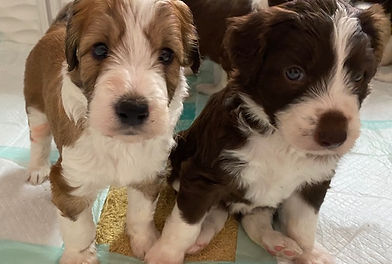 Bordoodle Puppies.jpg