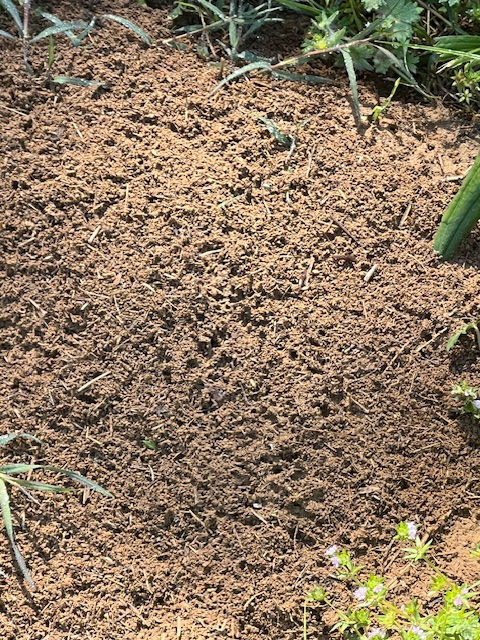 A fire ant hill on the south side of my Alabama estate, April 7, 2026 — not the real problem that must be dealt with today.