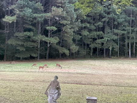 A Fall Afternoon Beneath the Antenna: Eight Acres of Quiet Defiance